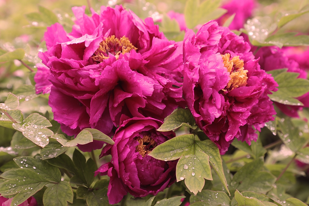 C%Q3TYQ2}%12BYF$60$W(8Y C%Q3TYQ2}%12BYF$60$W(8Y.jpg